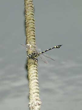 Image of Ictinogomphus pertinax (Hagen ex Selys 1854)