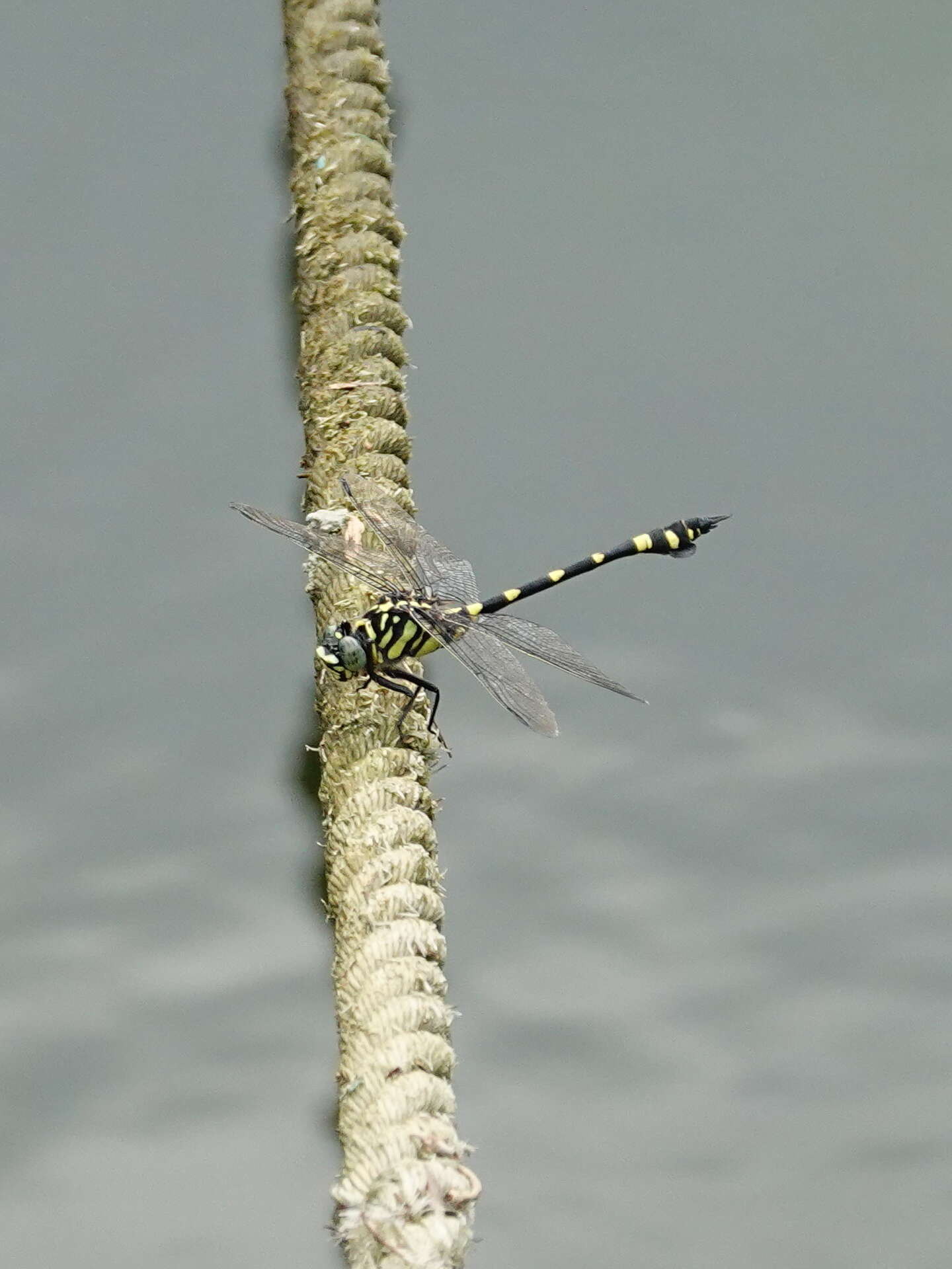 صورة Ictinogomphus pertinax (Hagen ex Selys 1854)