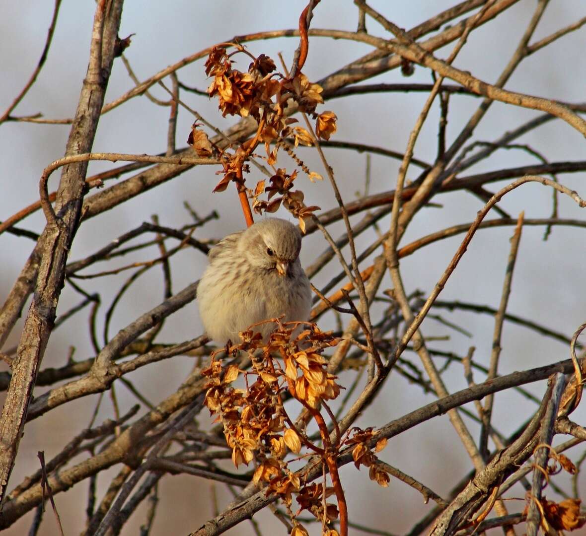 Image of Long-tailed Rosefinch