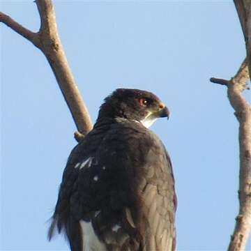 Imagem de Accipiter melanoleucus melanoleucus Smith & A 1830