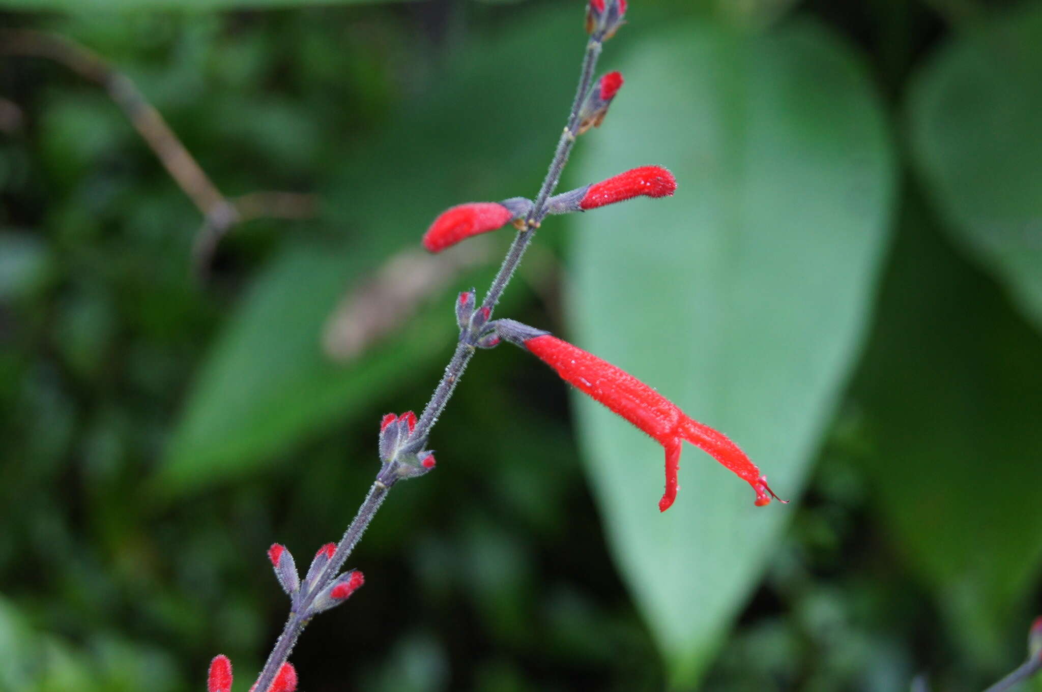 Image of pineapple sage