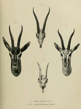 Image of Mongalla Gazelle