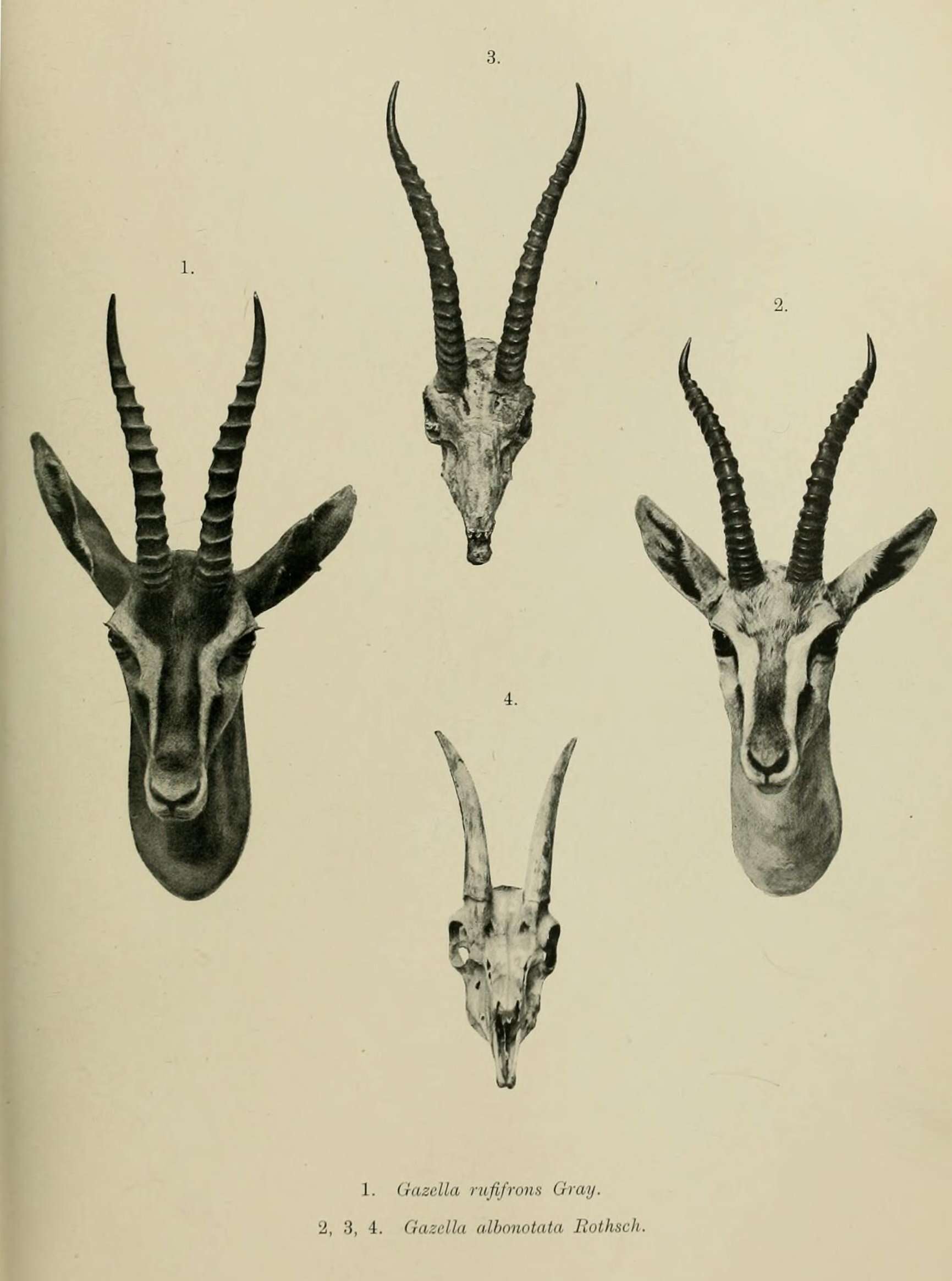 Image of Mongalla Gazelle