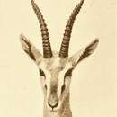 Imagem de Eudorcas rufifrons albonotata (W. Rothschild 1903)
