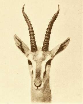 Image of Mongalla Gazelle