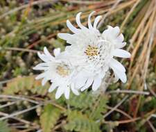 Image of Vanilla Daisy