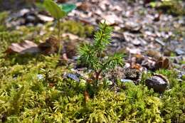 Image of Picea abies var. abies