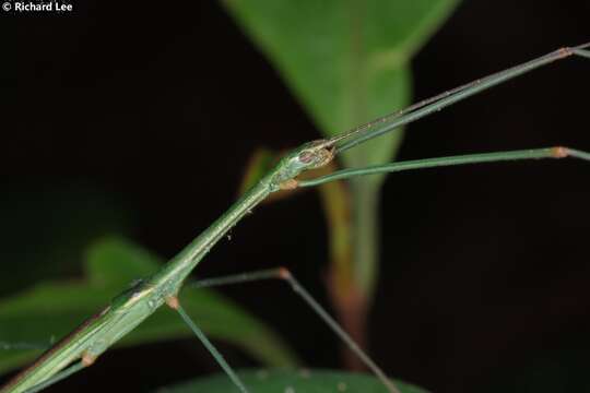 Image of Singaporoidea