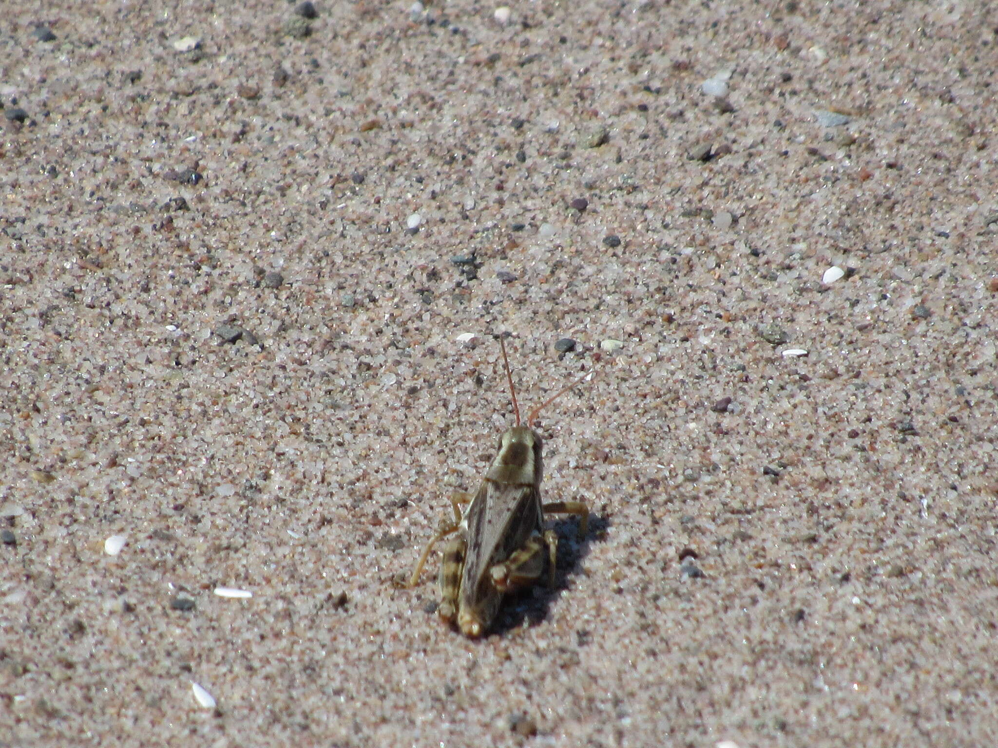 Image of Melanoplus stonei Rehn & J. A. G. 1904