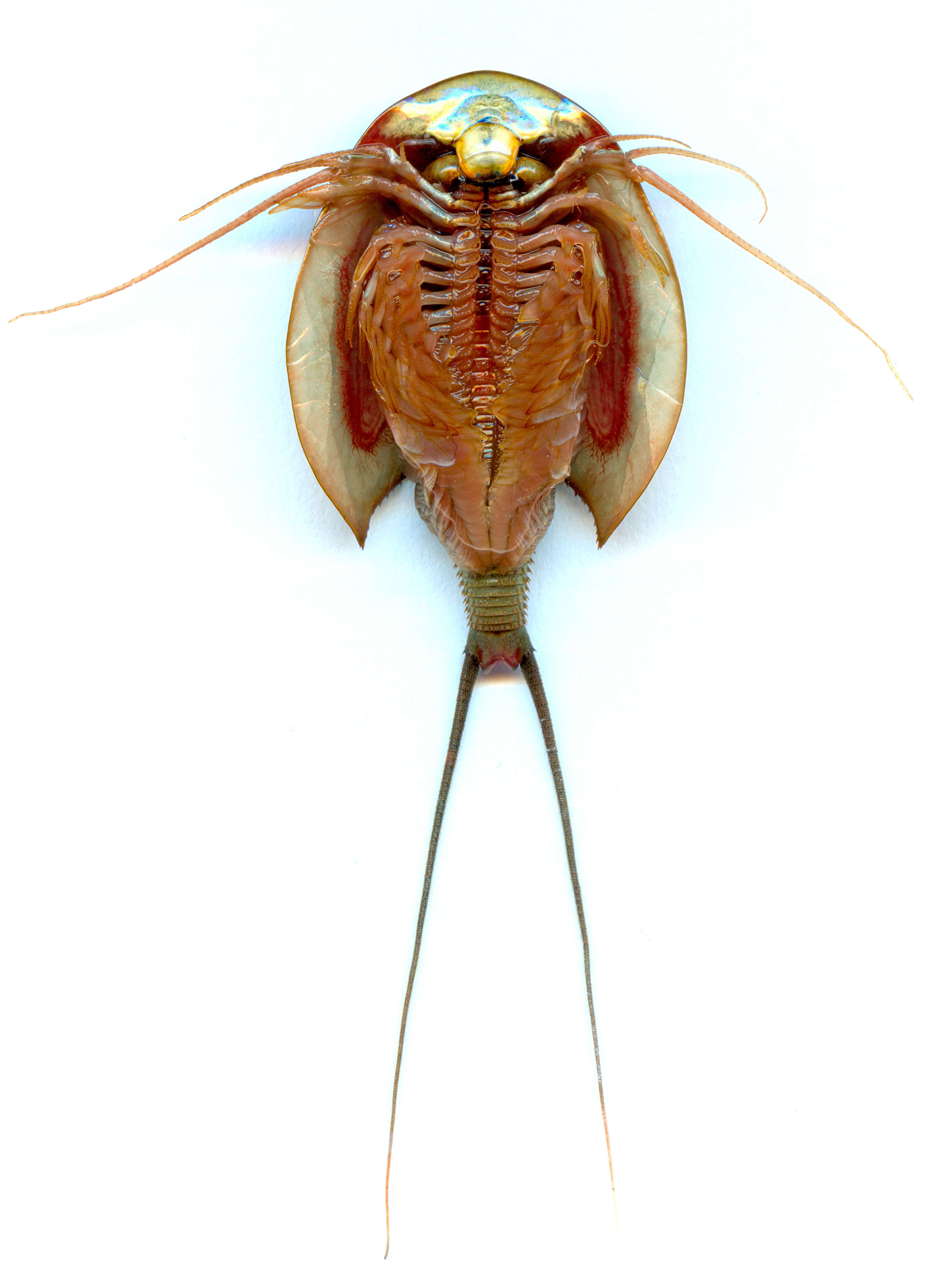 Image of Summer tadpole shrimp