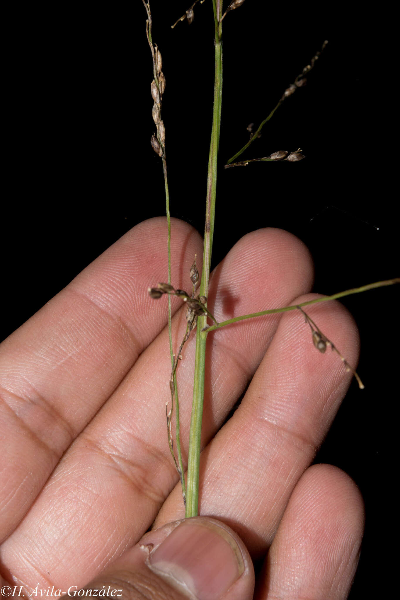 Panicum bulbosum Kunth resmi