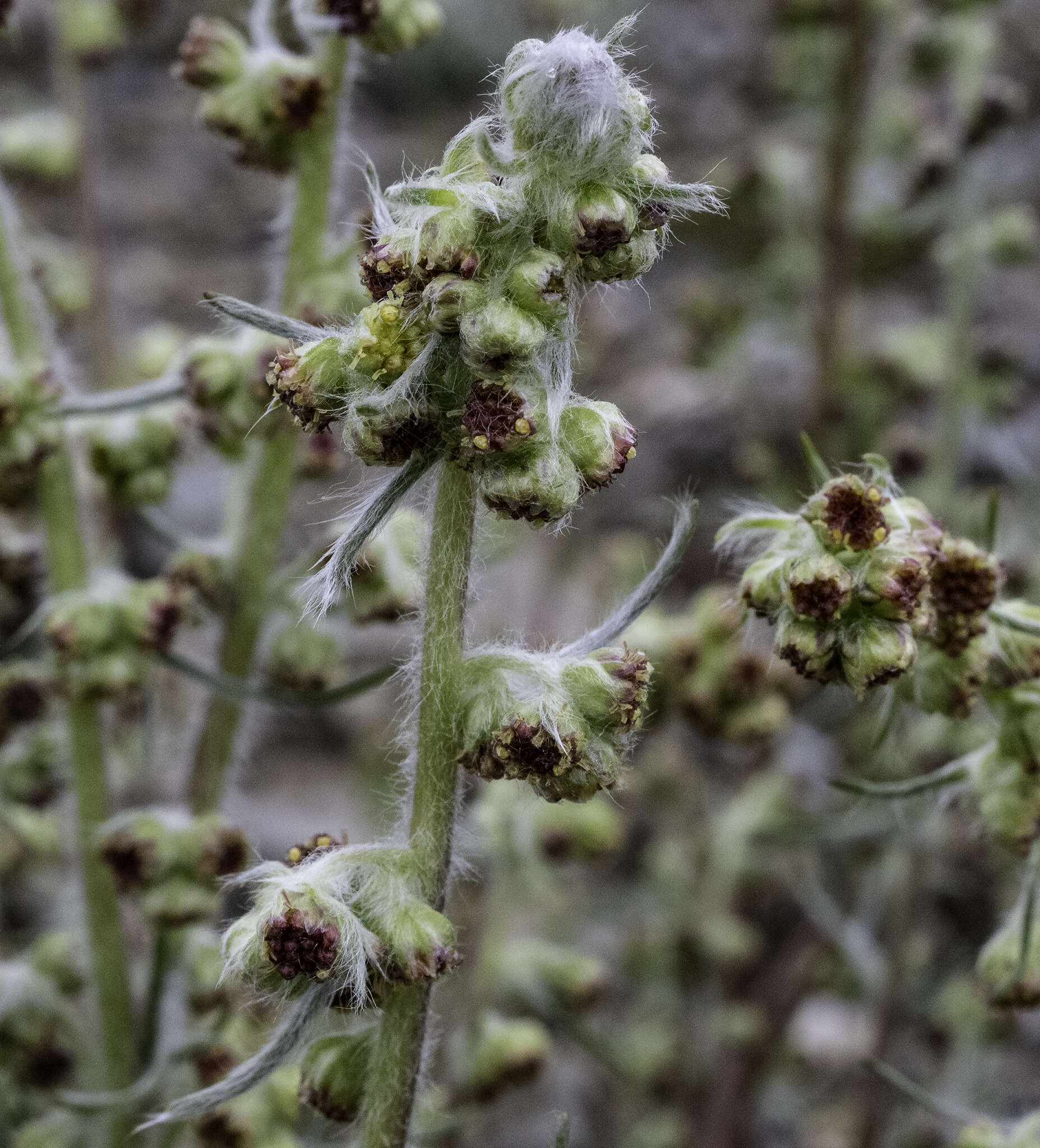 Image of <i>Artemisia <i>borealis</i></i> subsp. borealis