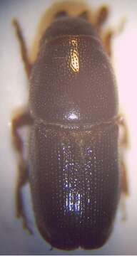 Image of Dutch elm disease beetle