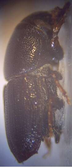 Image of Dutch elm disease beetle