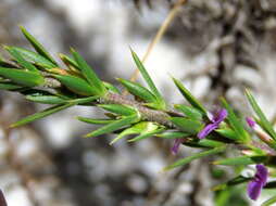 Image of Muraltia brachypetala Dod