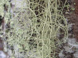 Image of beard lichen