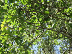 Image of bigtooth aspen