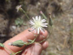 Image of Huachuca hawkweed