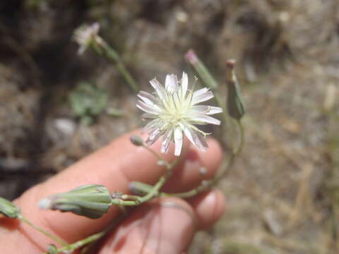 Image of Huachuca hawkweed