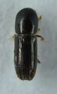 Image of Xyleborinus attenuatus Wood & Bright 1992