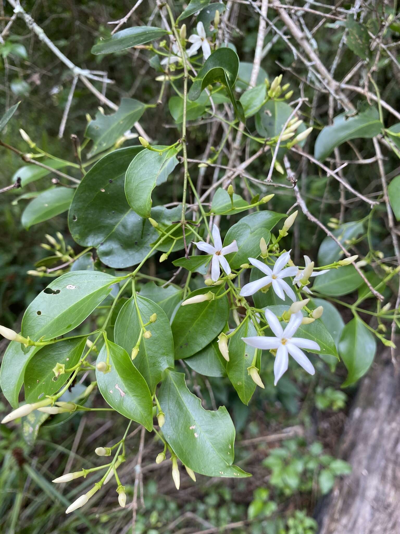 صورة Jasminum simplicifolium G. Forst.