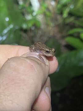 Image of Whistling coqui