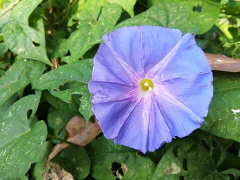 Image of Ipomoea variabilis (Schltdl & Cham.) Choisy