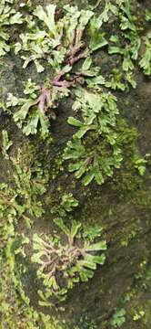 Image of Marchantia pinnata Steph.