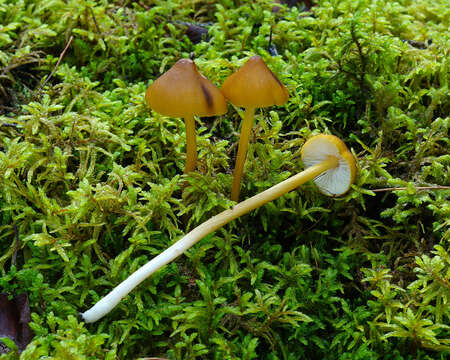 Image of Entoloma luteum Peck 1902