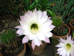 Image of Echinopsis oxygona