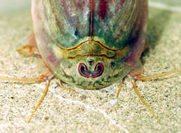 Image of Summer tadpole shrimp