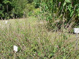 Image of Chaff-flower