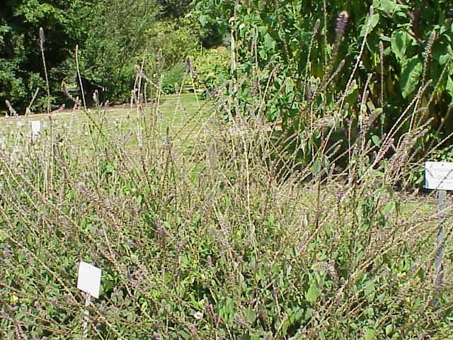 Image of Chaff-flower