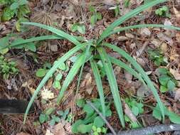 Image of Agave verhoekiae (García-Mend.) Thiede