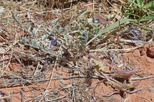 صورة Astragalus amphioxys A. Gray