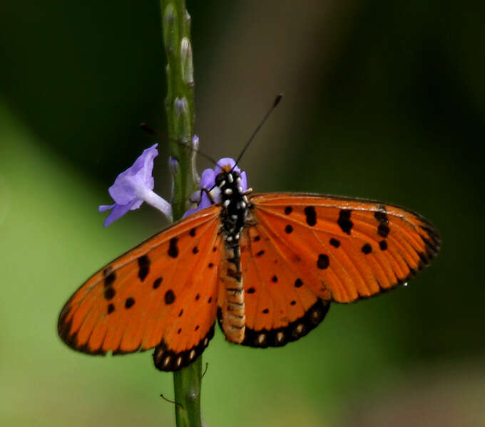 Image of Acraea terpsicore