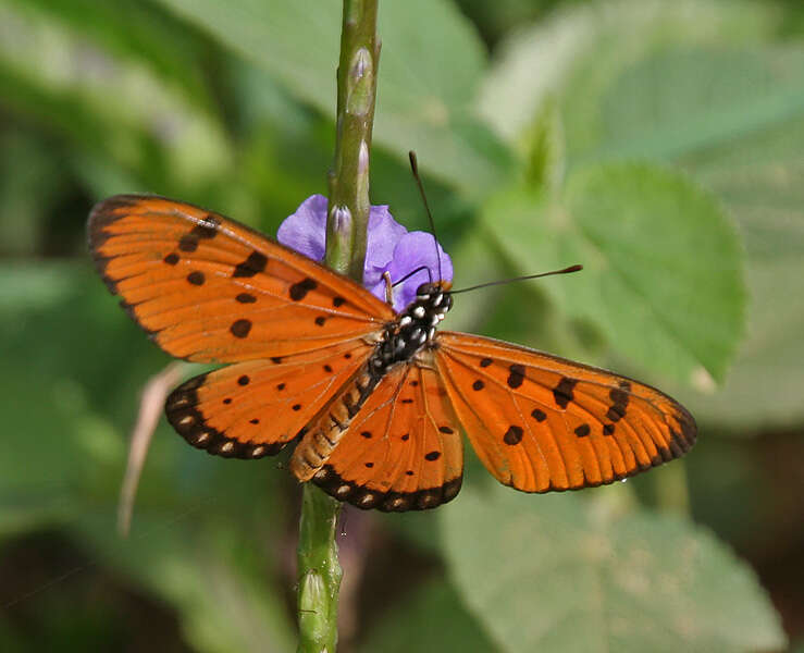 Image of Acraea terpsicore