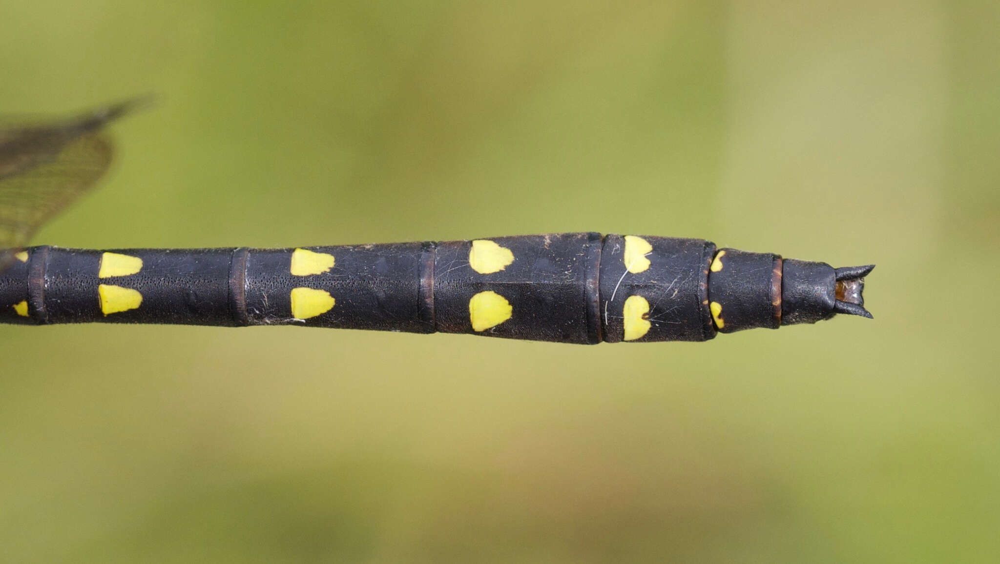 Image of Twin-Spotted Spiketail