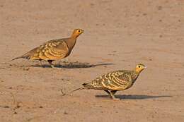 Image of Chestnut-bellied Sandgrouse