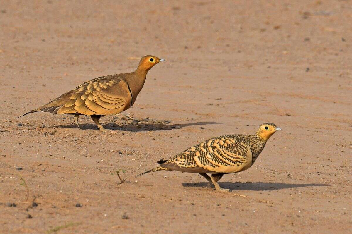 Image of Chestnut-bellied Sandgrouse