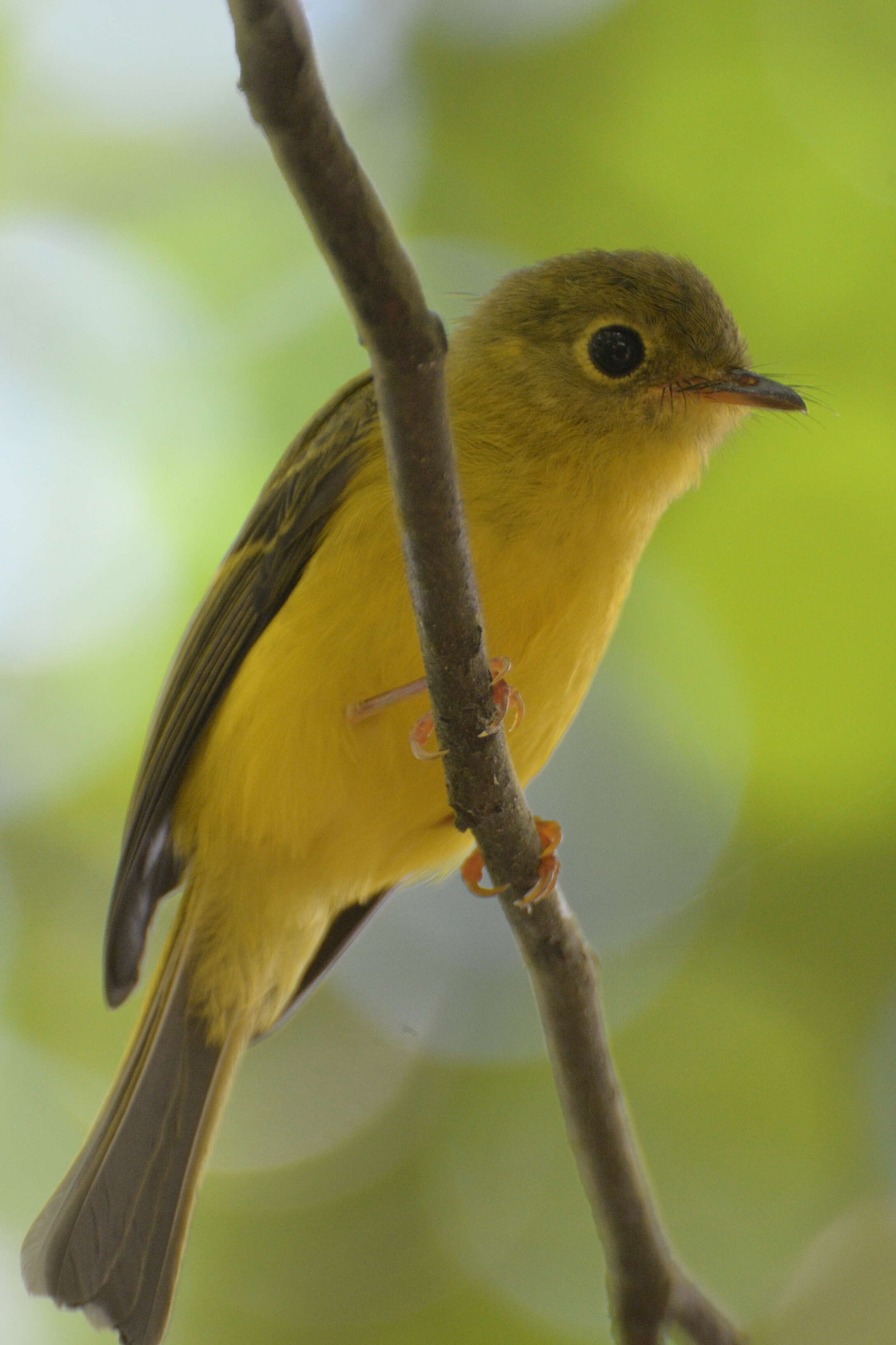 Culicicapa helianthea (Wallace 1865)的圖片