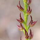 Image of Prasophyllum barnettii D. L. Jones & D. T. Rouse