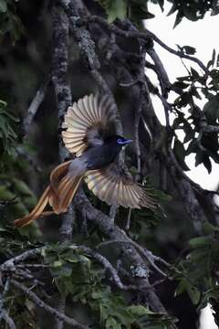 Image of African Paradise Flycatcher