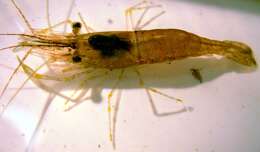 Image of Baltic prawn