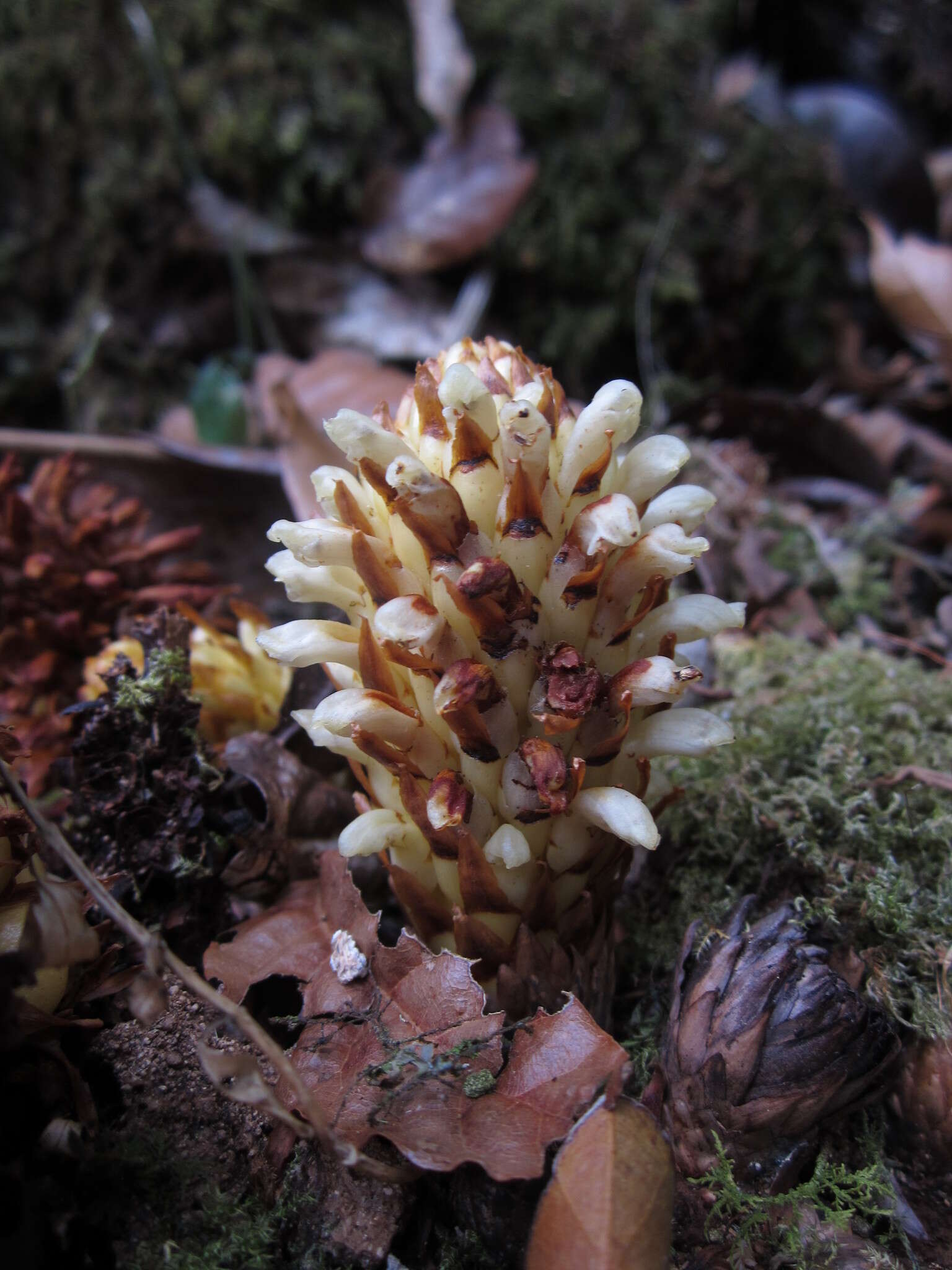 Image of Conopholis panamensis R. E. Woodson