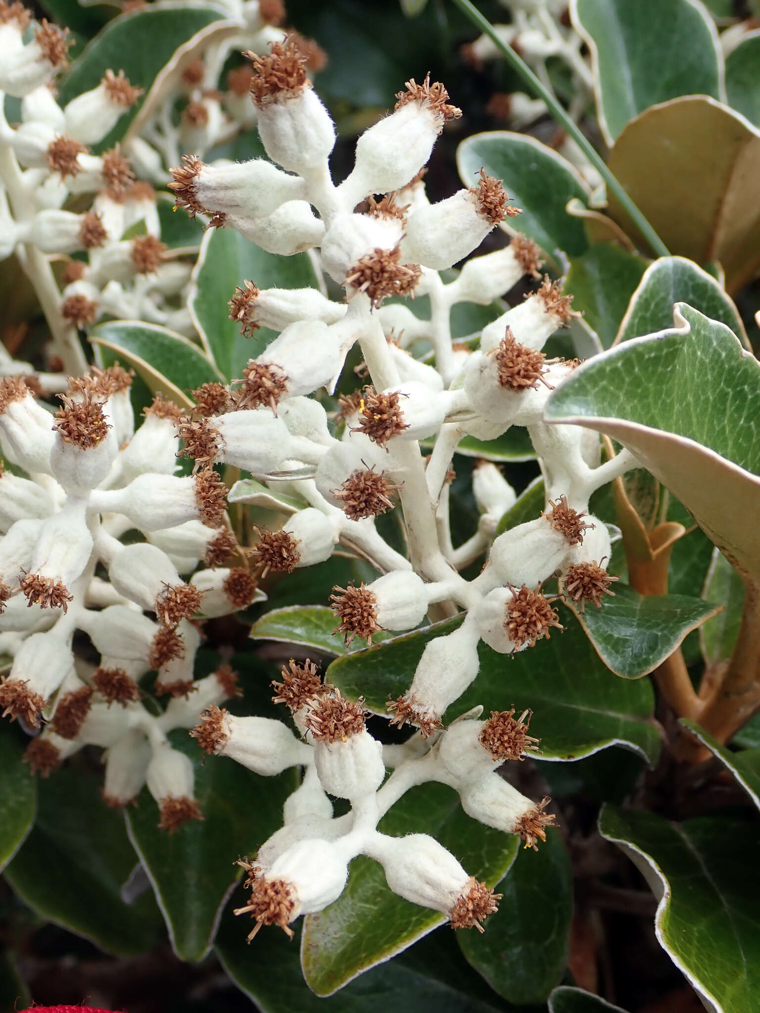 Image de Brachyglottis elaeagnifolia (Hook. fil.) B. Nord.