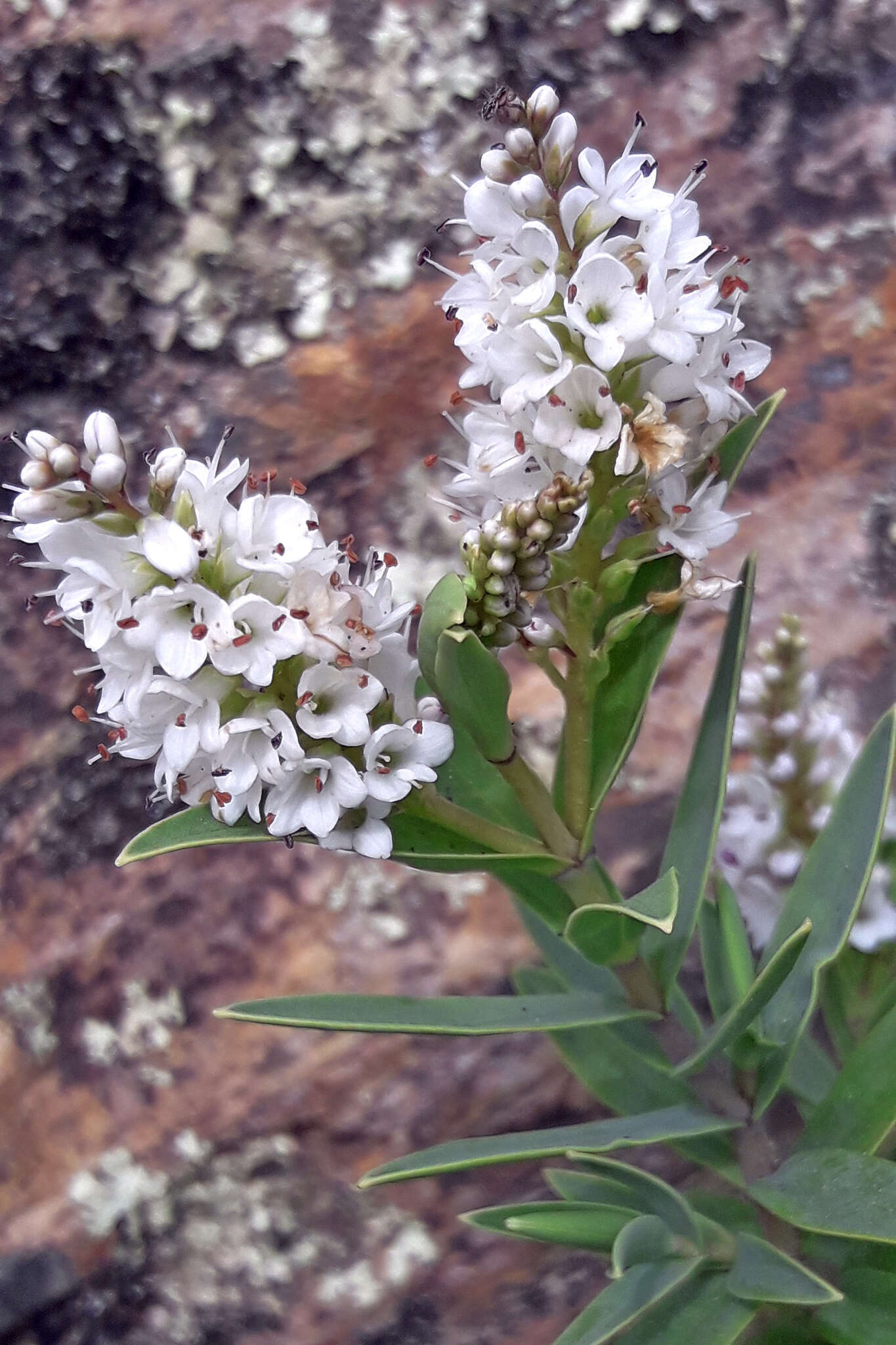 Image of Veronica albicans Petrie