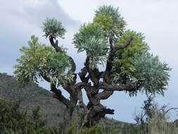 Image of Highveld Cabbage Tree