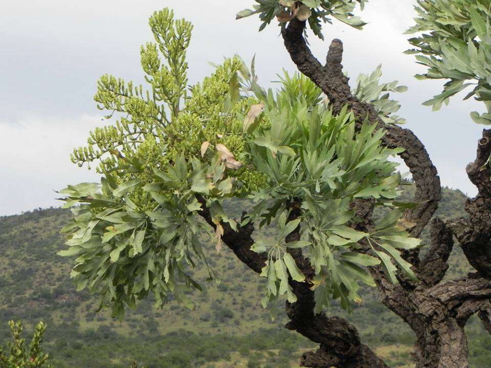 Image of Highveld Cabbage Tree