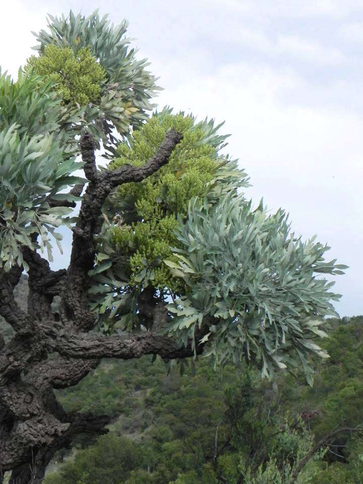 Image of Highveld Cabbage Tree